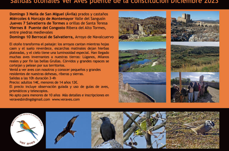 Programa completo de VERAVES para El Puente de la Constitución