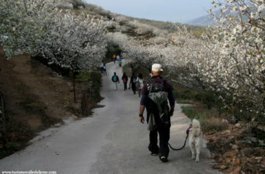 Ruta Cerezo en Flor