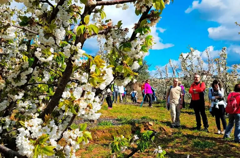 Ruta senderista por Sotoserrano para disfrutar de la floración del cerezo.